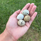 Quail Eggs