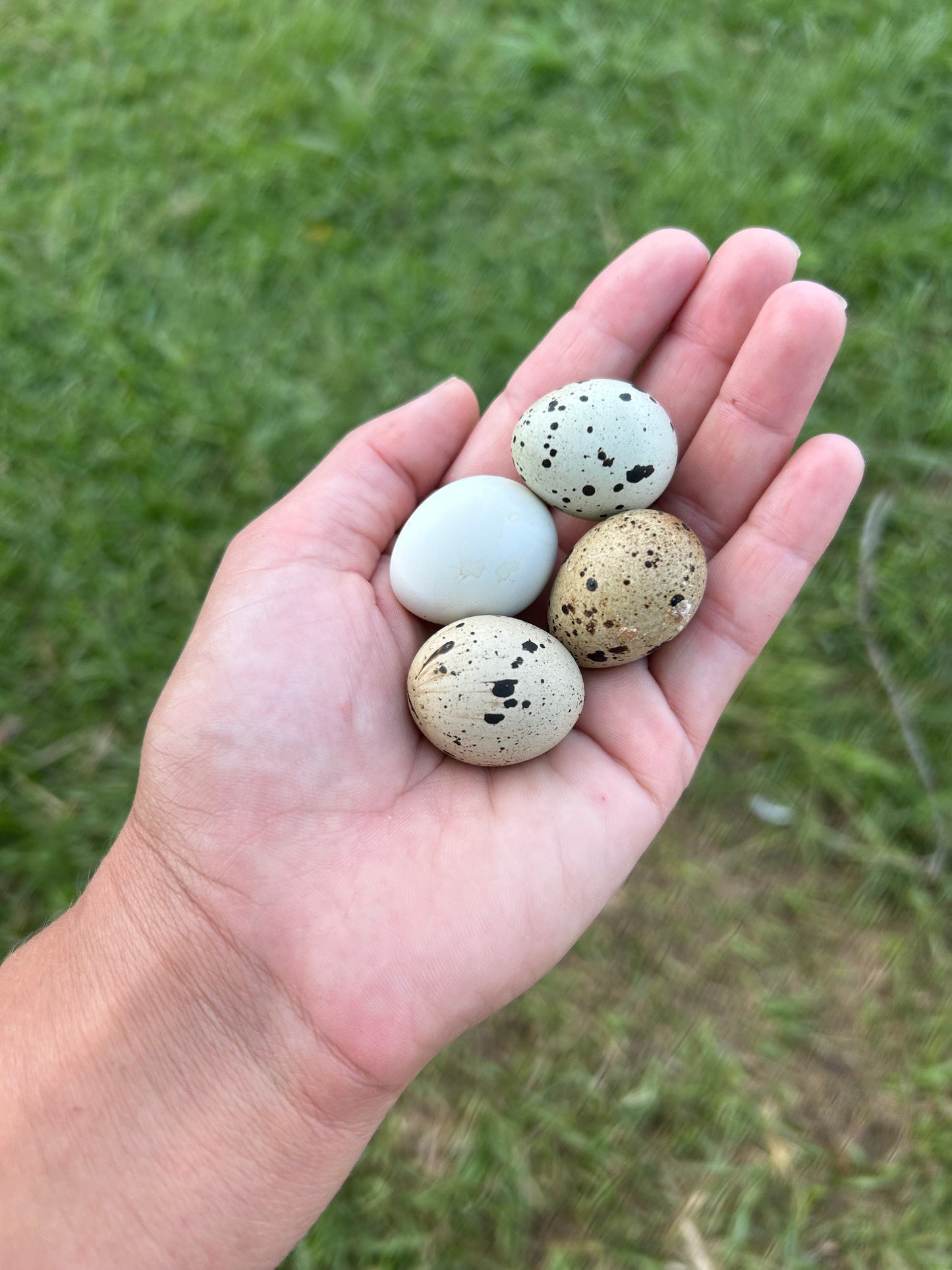 Quail Eggs