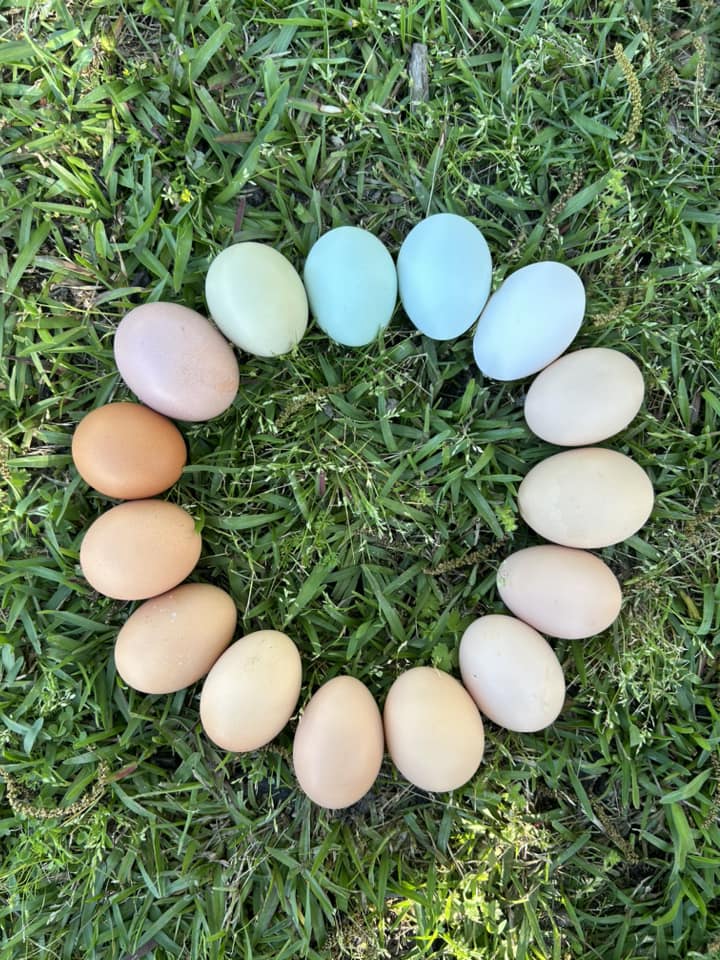 Farm fresh chicken eggs
