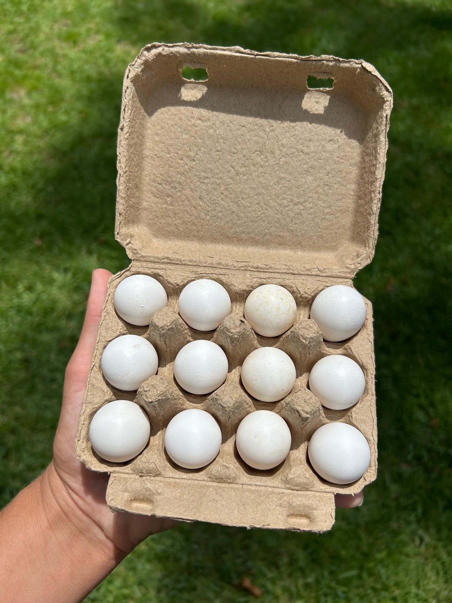 Quail Eggs