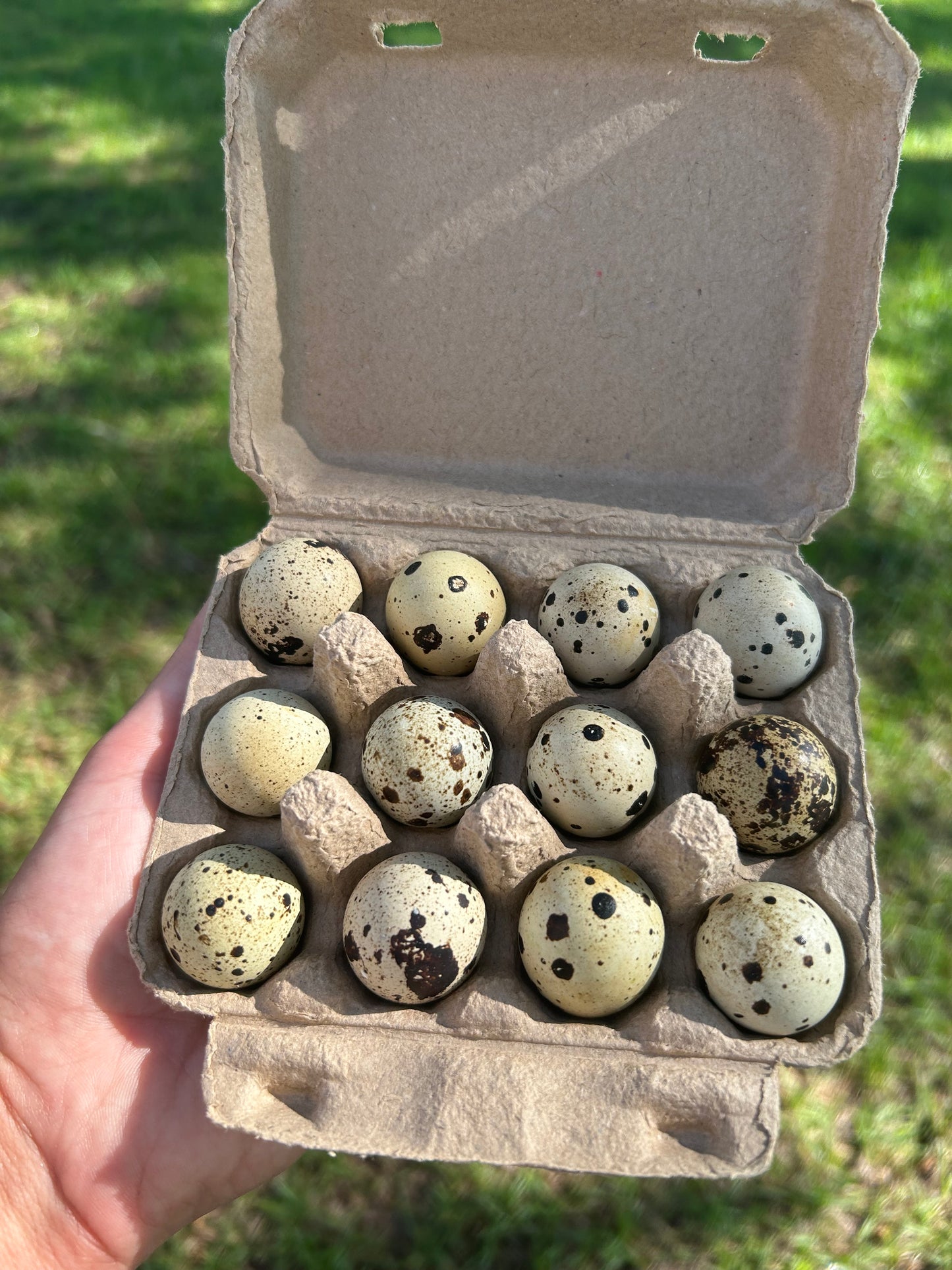 Quail Eggs