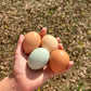 Farm fresh chicken eggs