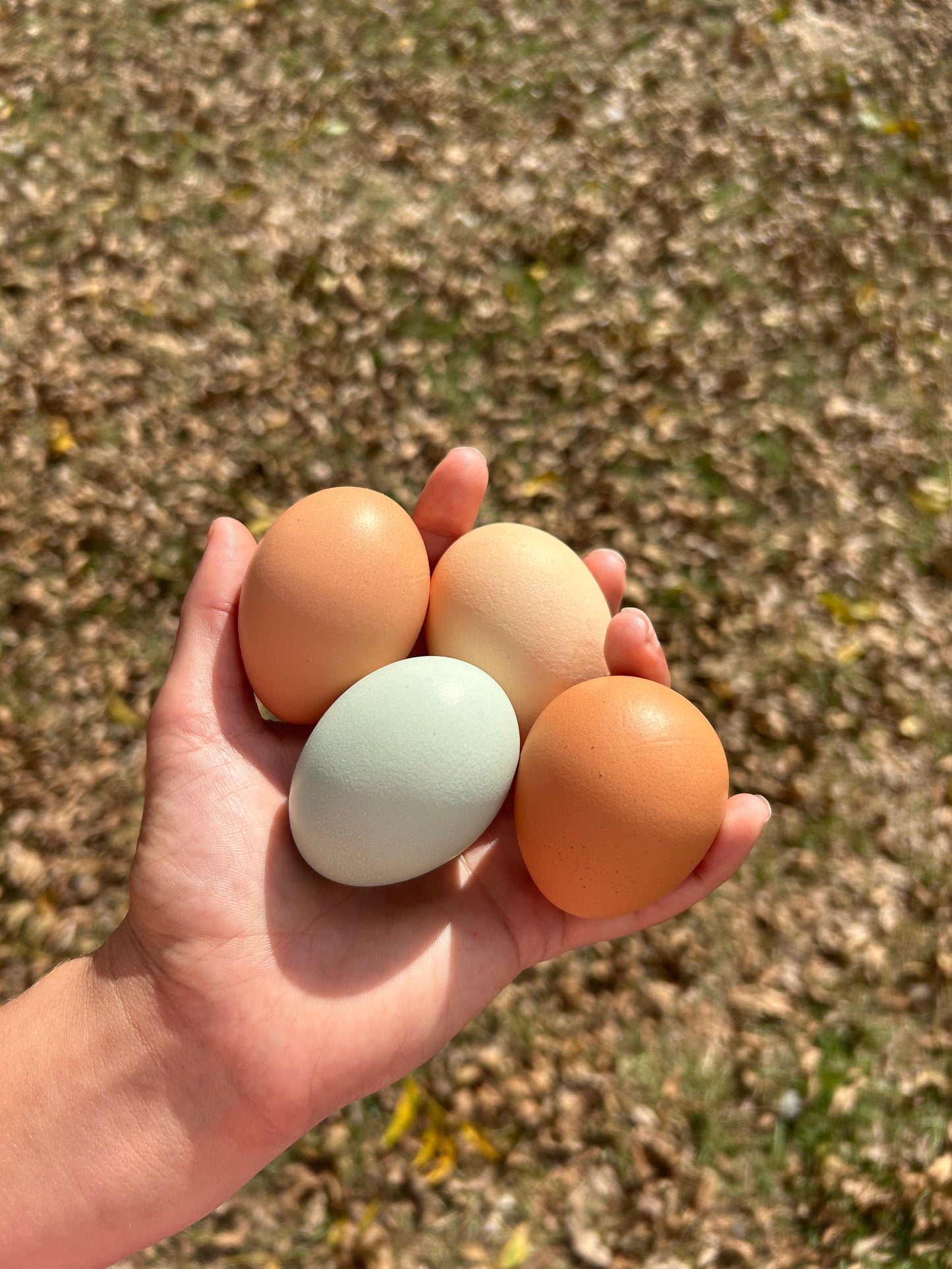 Farm fresh chicken eggs